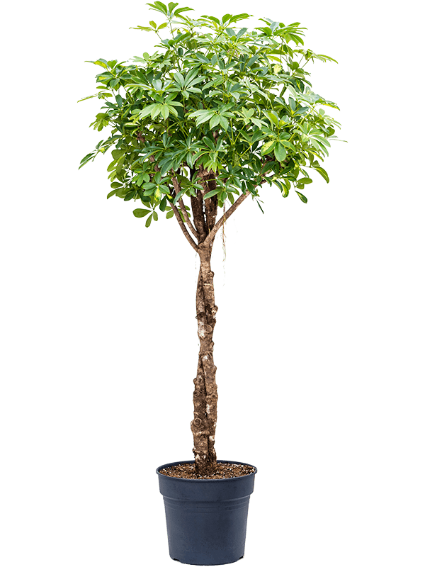 Delicate Umbrella Tree Schefflera arboricola 'Gold Capella' Indoor House Plants