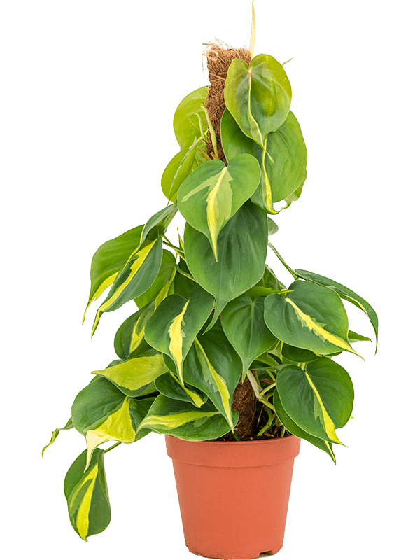 Lush Heart-Leaf Philodendron scandens 'Brasil' Indoor House Plants