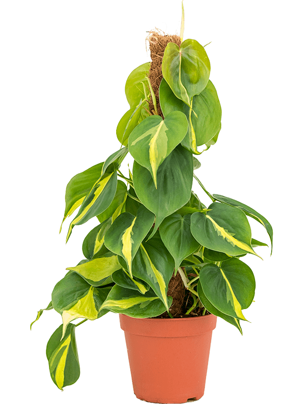 Lush Heart-Leaf Philodendron scandens 'Brasil' Indoor House Plants