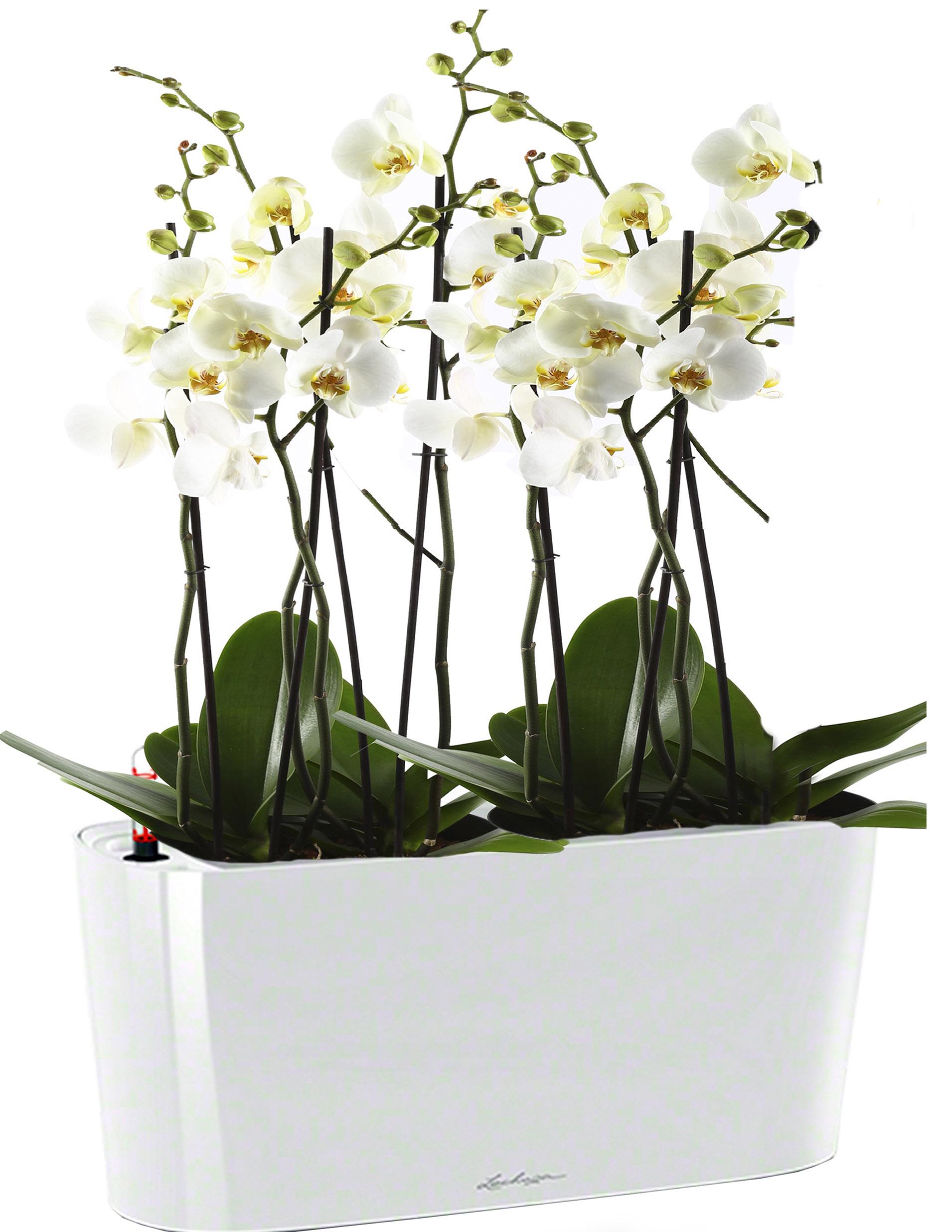 Blooming Phalaenopsis Orchid in LECHUZA DELTA Self-watering Planter, Total Height 60 cm