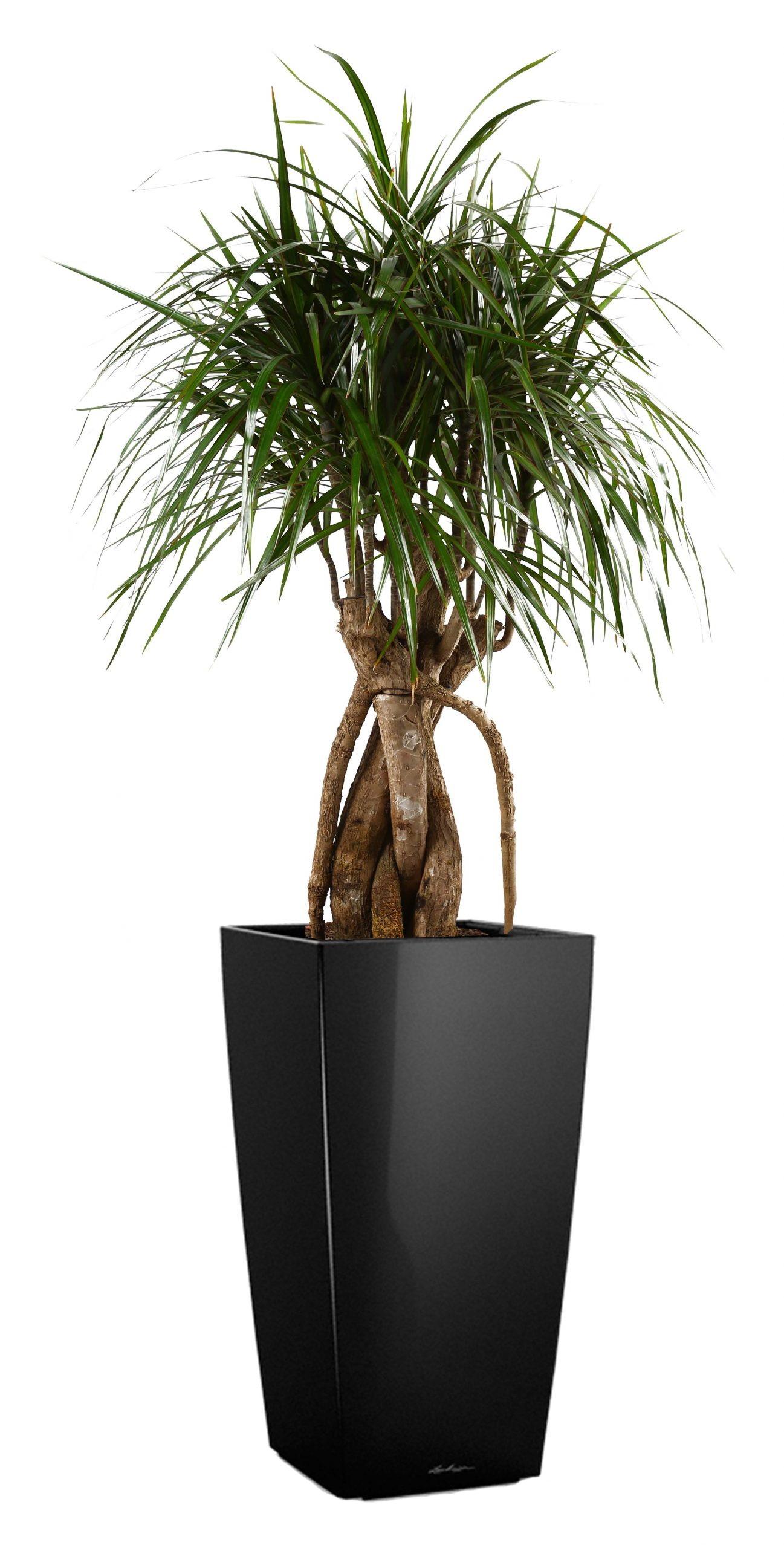 Dracaena Marginata in LECHUZA CUBICO Self-watering Planter, Total Height 150 cm