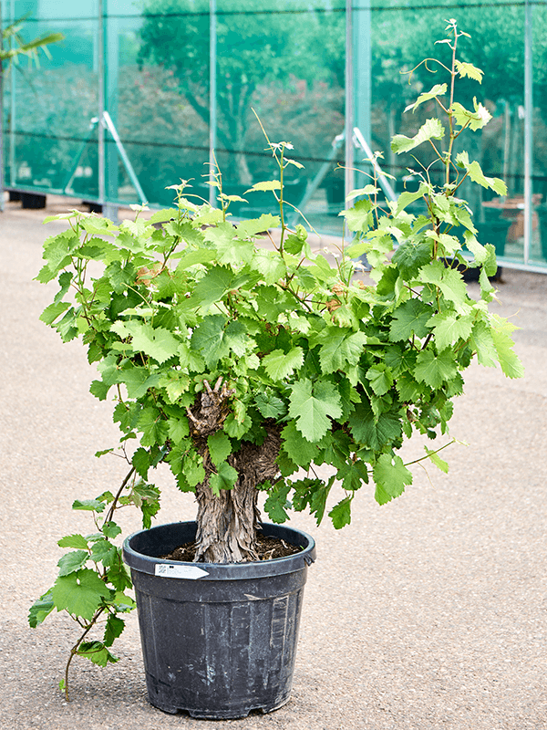 Vibrant European Wine Grape Vitis vinifera (100-140) Outdoor Plants