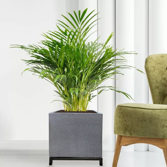 From minimalistic to spectacular: choosing planters for different office spaces From minimalistic to spectacular: choosing planters for different office spaces
