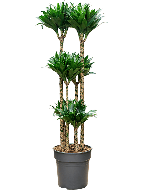 Easy-Care Corn Plant Dracaena fragrans 'Compacta' Indoor House Plants