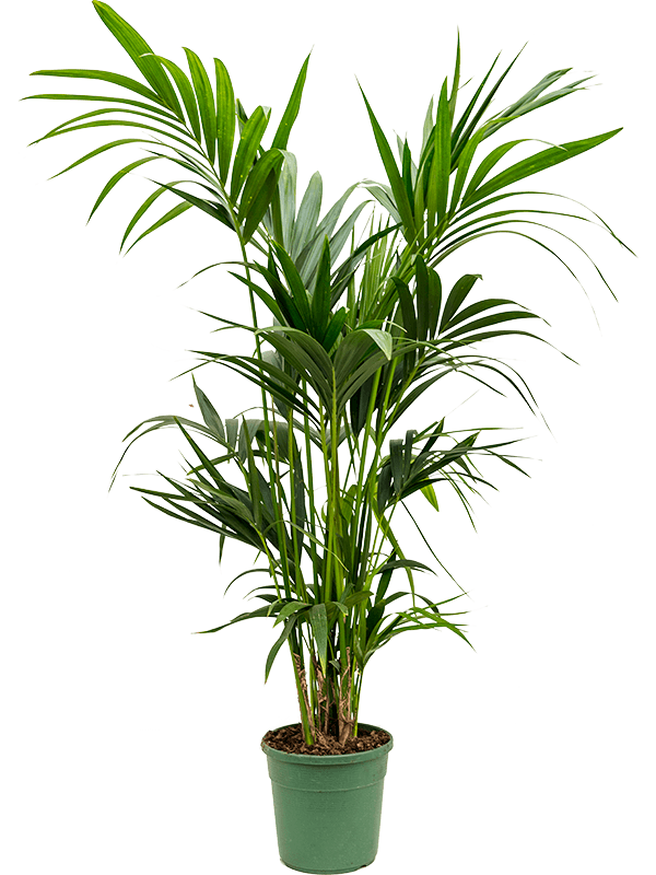Lush Sentry Palm Kentia (Howea) forsteriana Indoor House Plants