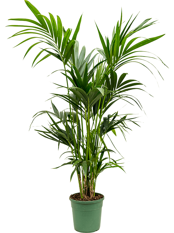 Lush Sentry Palm Kentia (Howea) forsteriana Indoor House Plants