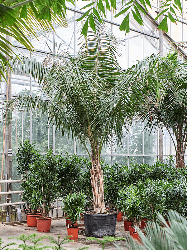 Lush Parrot Palm Syagrus schizophylla Tall Indoor House Plants Trees