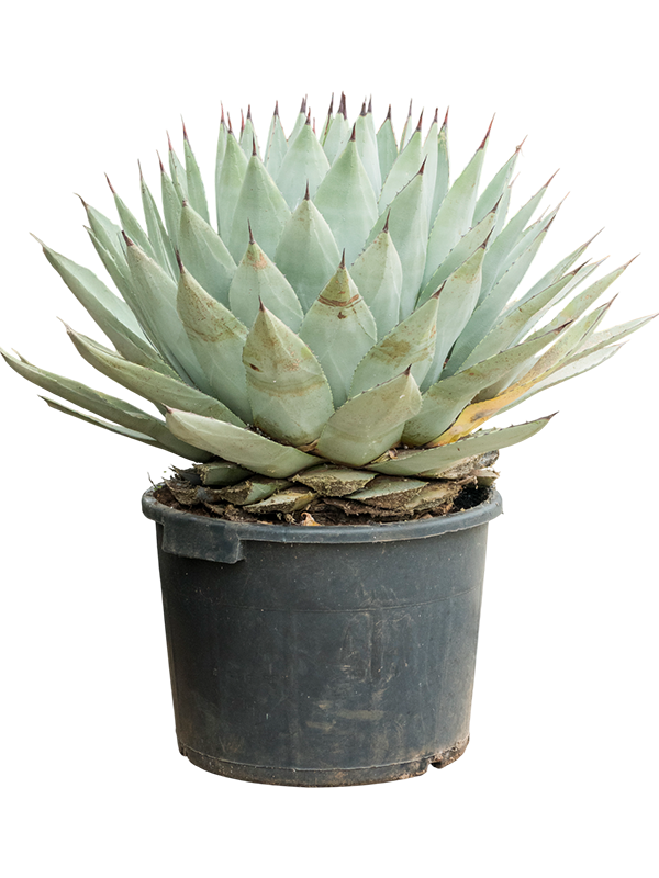 Easy-Care Parry's Agave parryi Indoor House Plants