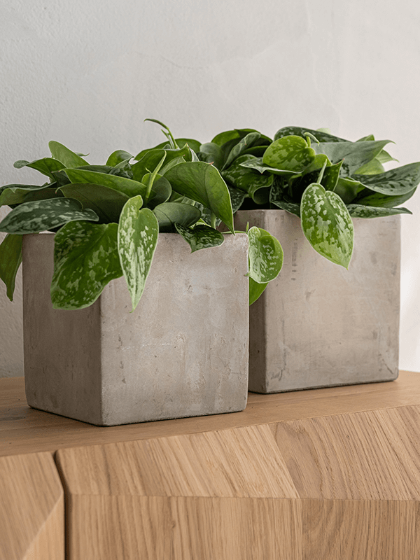 Lukas + Grace Concrete 4 Planters Set by Idealist Premium