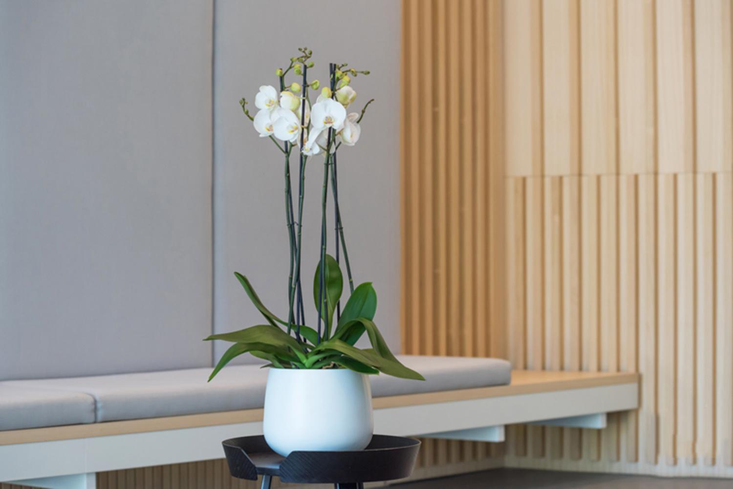 Fibrestone Matt Kevan Round Planter by Idealist Premium