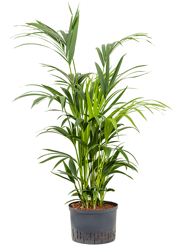 Lush Sentry Palm Kentia (Howea) forsteriana Indoor House Plants