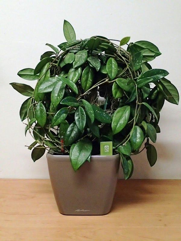 LECHUZA Quadro LS Square Poly Resin Self-watering Planter