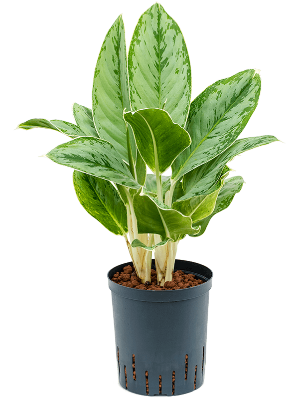 Lush Chinese Evergreen Aglaonema Cintho Queen Indoor House Plants