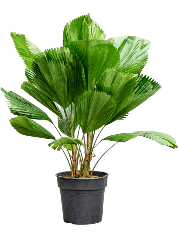 Lush Ruffled Fan Palm Licuala grandis Tall Indoor House Plants Trees