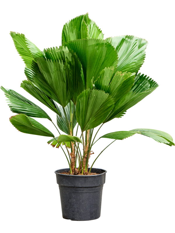 Lush Ruffled Fan Palm Licuala grandis Tall Indoor House Plants Trees