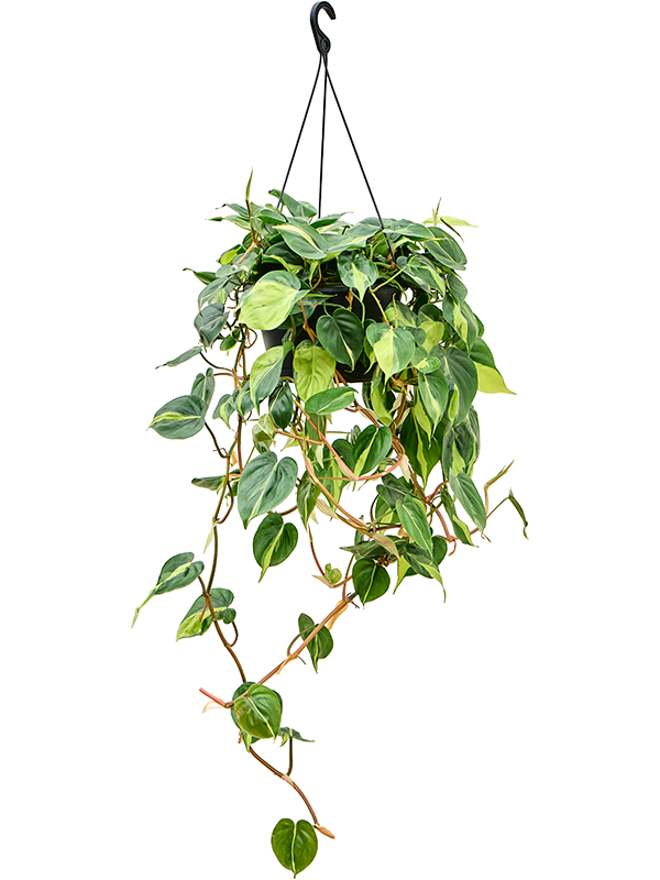 Lush Heart-Leaf Philodendron scandens 'Brasil' Indoor House Plants