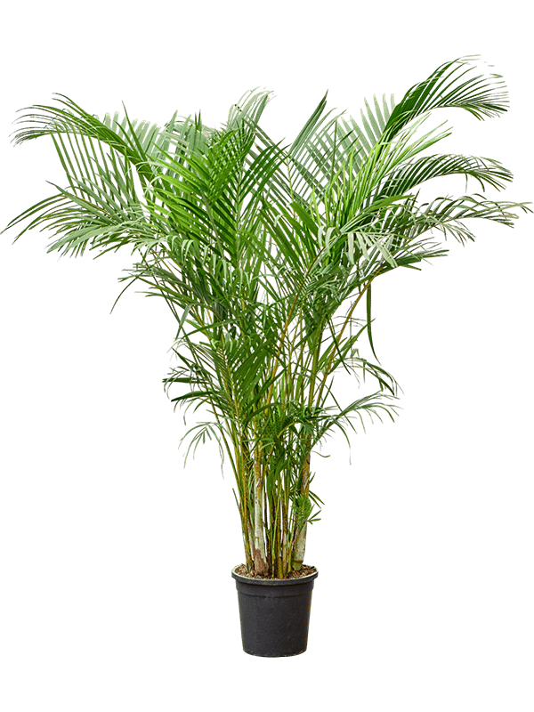 Lush Areca Palm Dypsis (Areca) lutescens Indoor House Plants