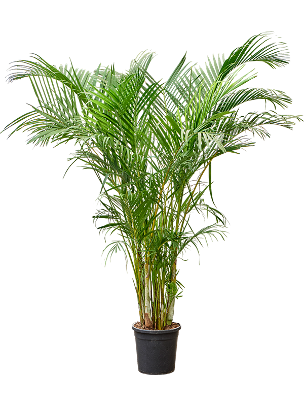 Lush Areca Palm Dypsis (Areca) lutescens Indoor House Plants