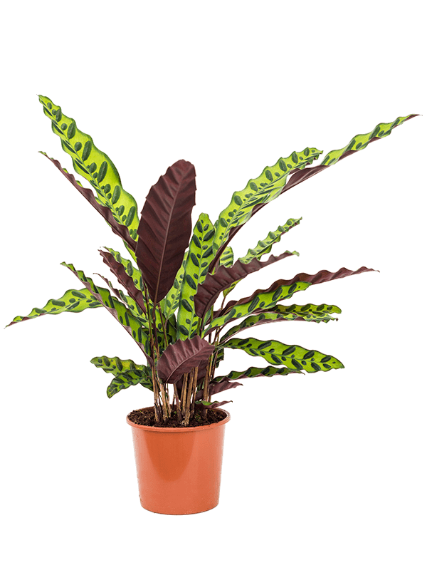 Colorful Peacock Plant Calathea insignis Indoor House Plants