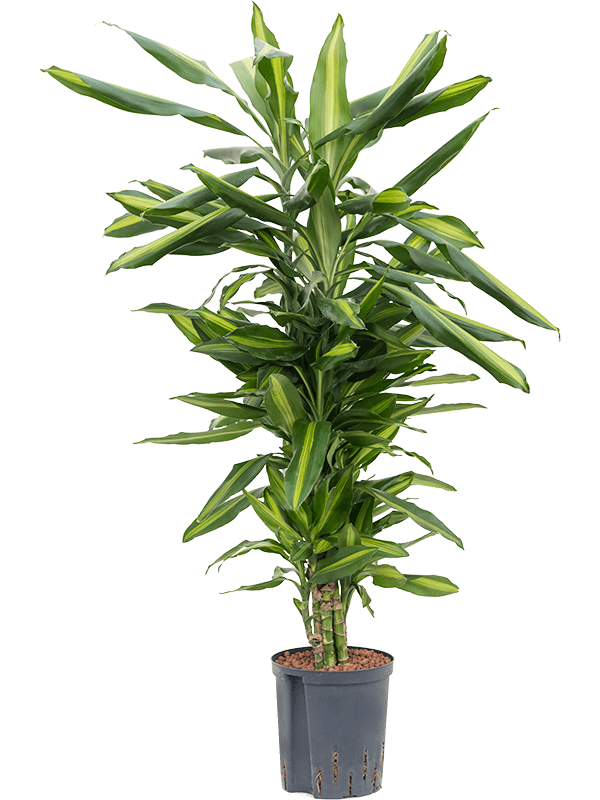 Colorful Corn Plant Dracaena fragrans 'Cintho' Indoor House Plants