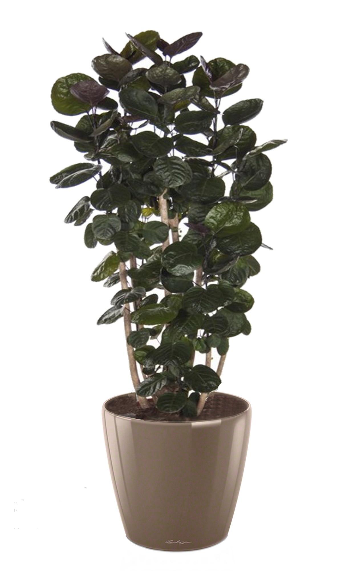 Polyscias Scutellaria in LECHUZA CLASSICO LS 43 Self-watering Planter, Total Height 160 cm