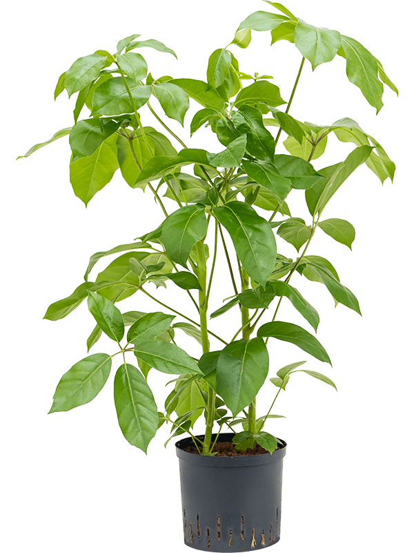 Cheerful Umbrella Tree Schefflera actinophylla 'Amate' Indoor House Plants