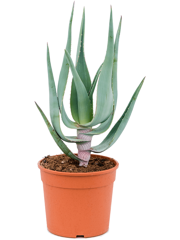 Photogenic Clanwilliam Aloe comosa Indoor House Plants