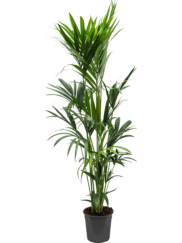Lush Sentry Palm Kentia (Howea) forsteriana Indoor House Plants
