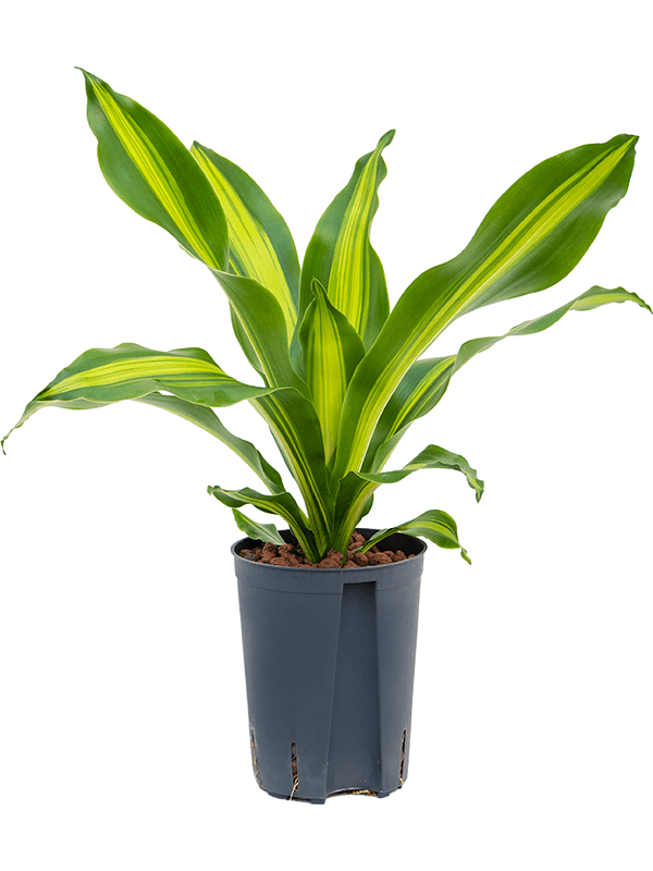Trendy Corn Plant Dracaena fragrans 'Burley' Tall Indoor House Plants Trees