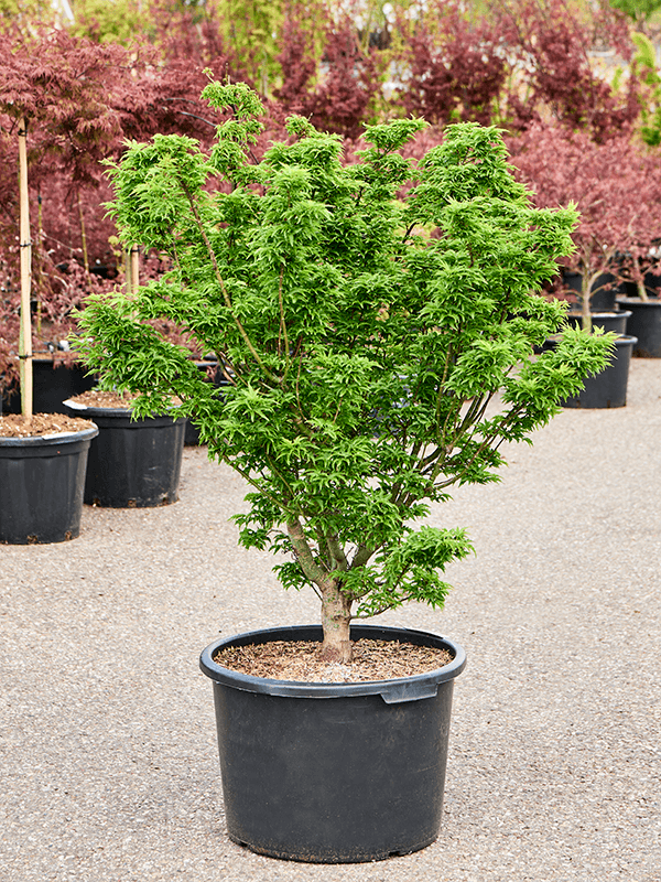 Lush Japanese Maple Acer pal. 'Shishigashira' Outdoor Plants