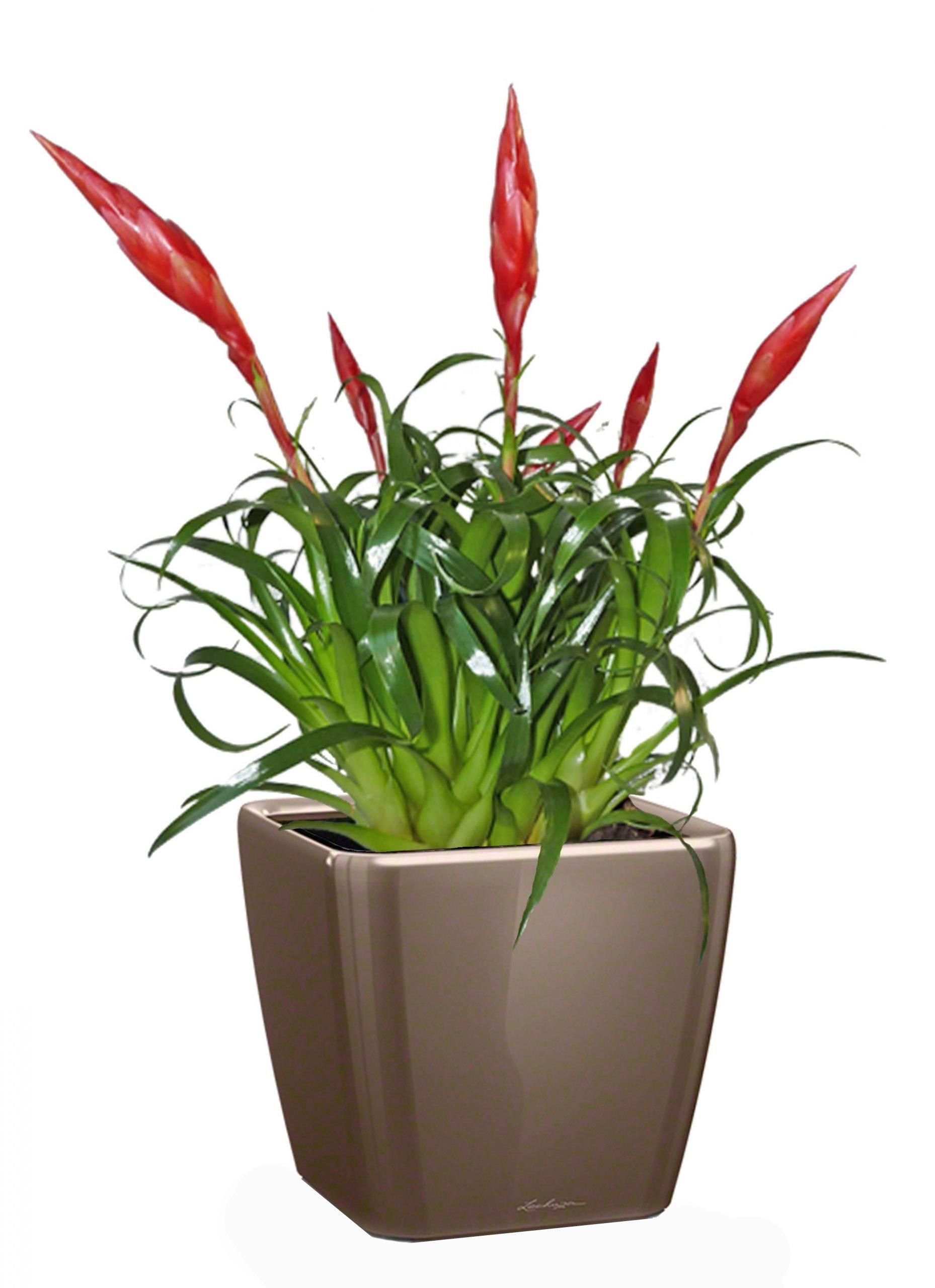 Blooming Scarlet Vriesea in LECHUZA QUADRO LS Self-watering Planter, Total Height 50 cm