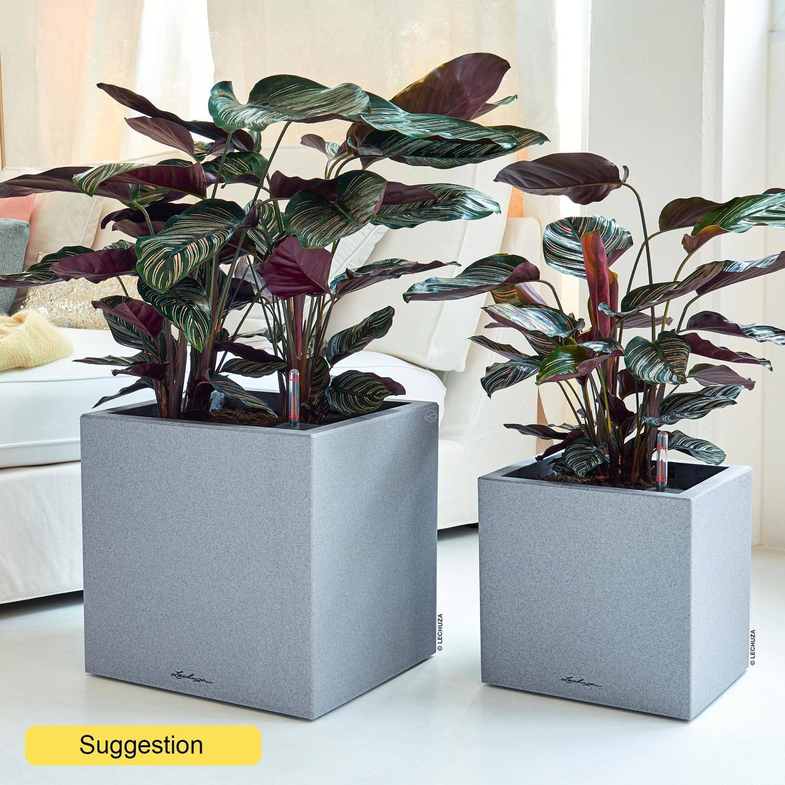 Showy Pin-Stripe Calathea sanderiana Indoor House Plants W60 H(70-80) cm -  from 79.65 | Getpotted.com