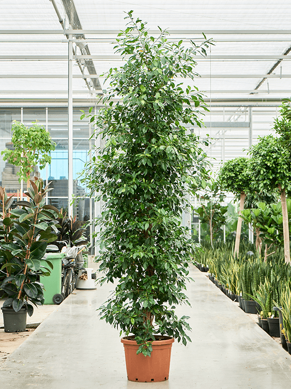 Lush Weeping Fig Ficus microcarpa ‘Nitida’ Tall Indoor House Plants Trees