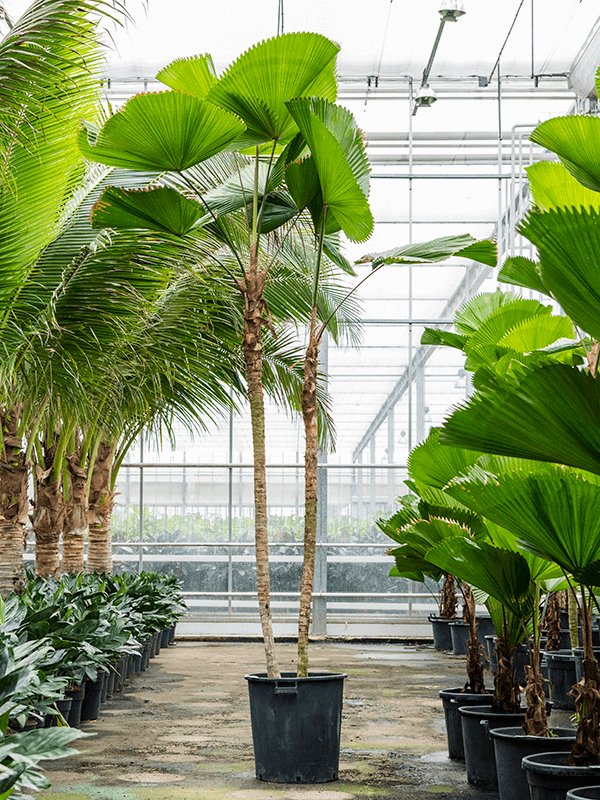 Lush Ruffled Fan Palm Licuala grandis Tall Indoor House Plants Trees