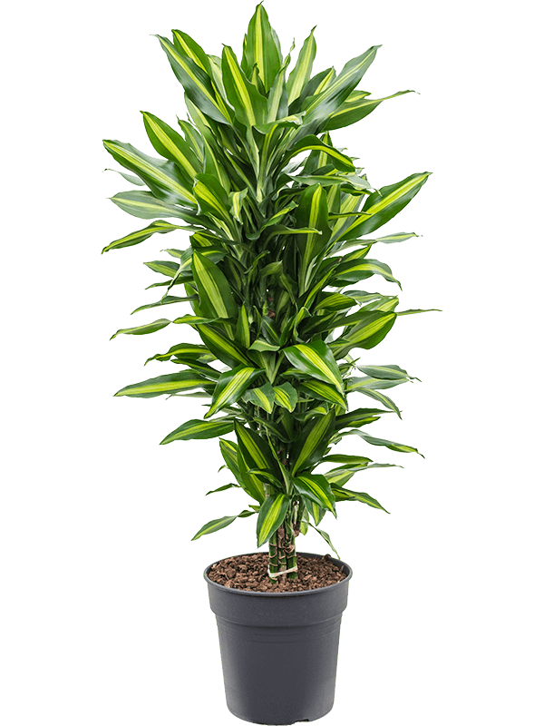 Colorful Corn Plant Dracaena fragrans 'Cintho' Indoor House Plants