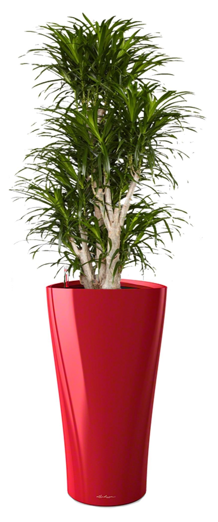 Dracaena Reflexa Anita in LECHUZA DELTA Self-watering Planter, Total Height 180 cm