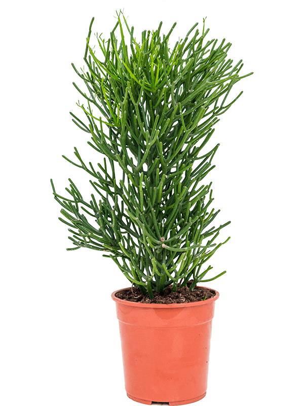 Cheerful African Milk Tree Euphorbia tirucalli Indoor House Plants