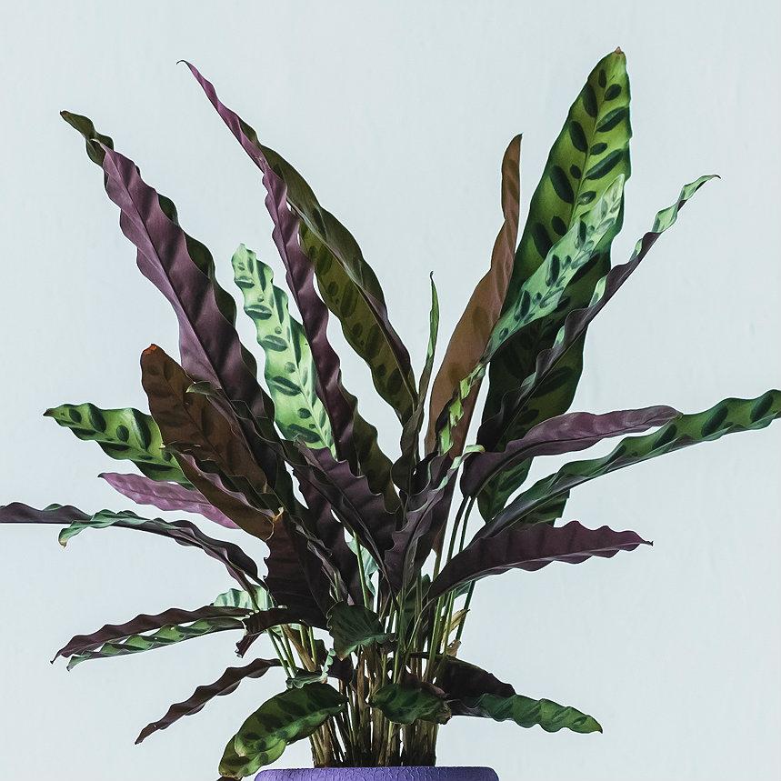 Calathea Lancifolia in LECHUZA BALCONERA Color Self-watering Planter, Total Height 60 cm