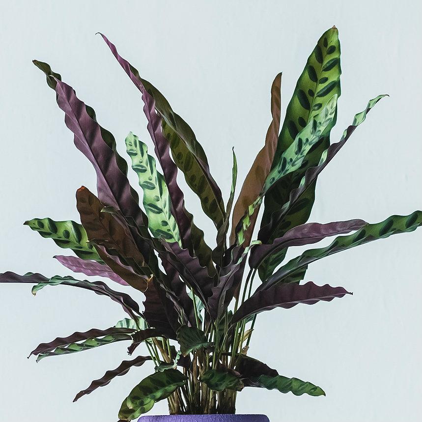 Calathea Lancifolia in LECHUZA QUADRO LS Self-watering Planter, Total Height 65 cm