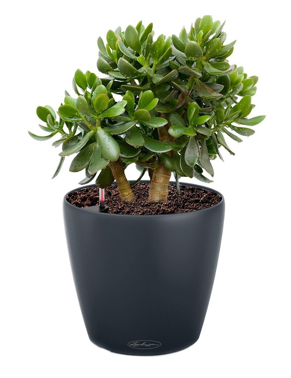 Crassula Ovata in LECHUZA CLASSICO Color Self-watering Planter, Total Height 30 cm