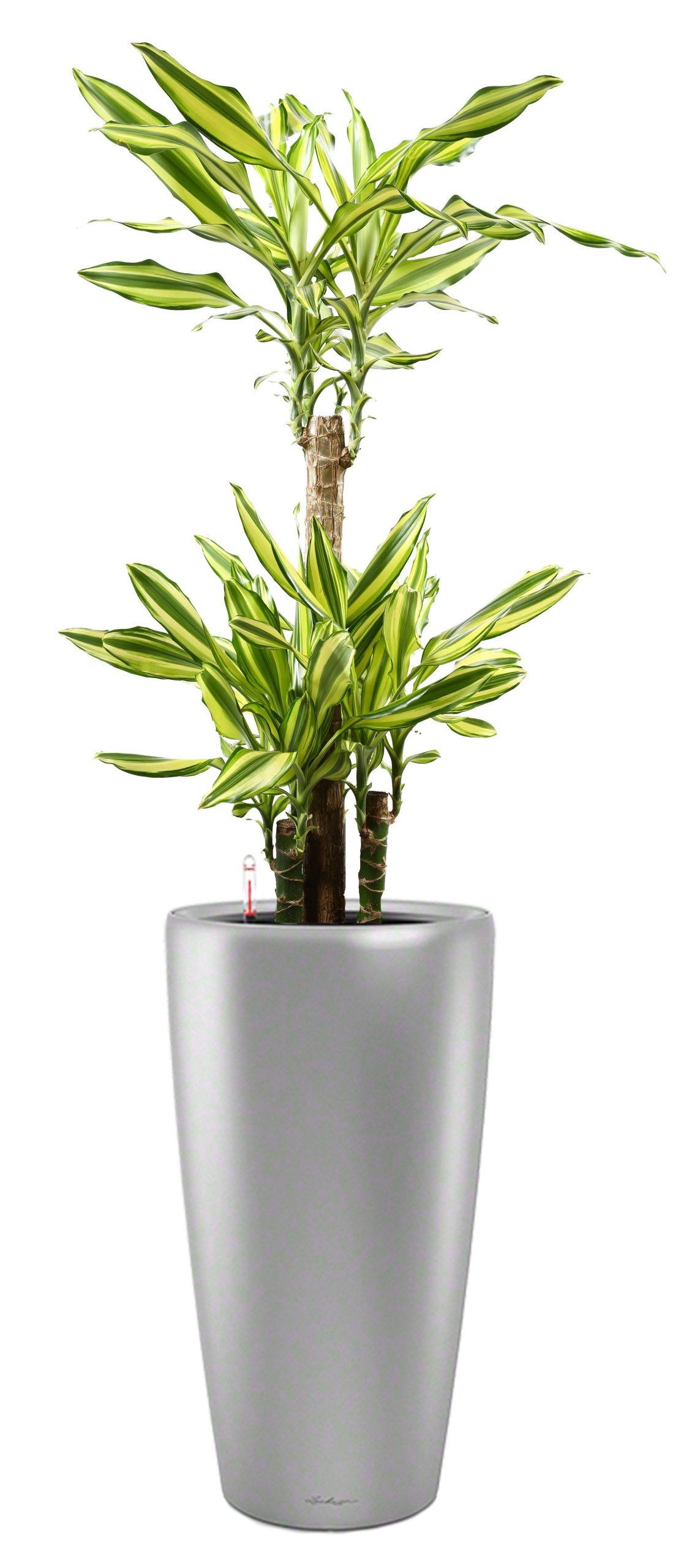 Dracaena Fragrans Mass Coast in LECHUZA RONDO Self-watering Planter, Total Height 140 cm