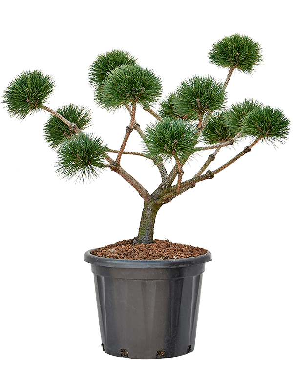 Pinus nigra 'Brepo'