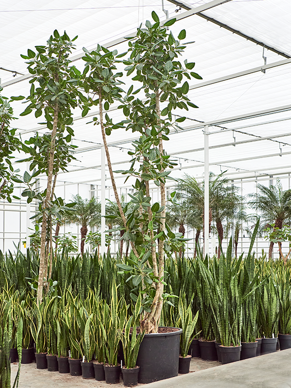 Lush Banyan Fig Ficus benghalensis (400-450) Tall Indoor House Plants Trees