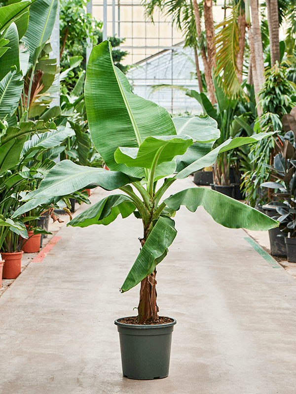 Lush Banana Plant Musa 'Dwarf Cavendish' Tall Indoor House Plants Trees
