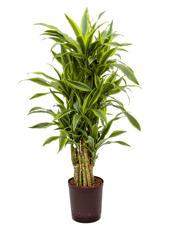 Colorful Corn Plant Dracaena fragrans 'Lemon Lime' Tall Indoor House Plants Trees