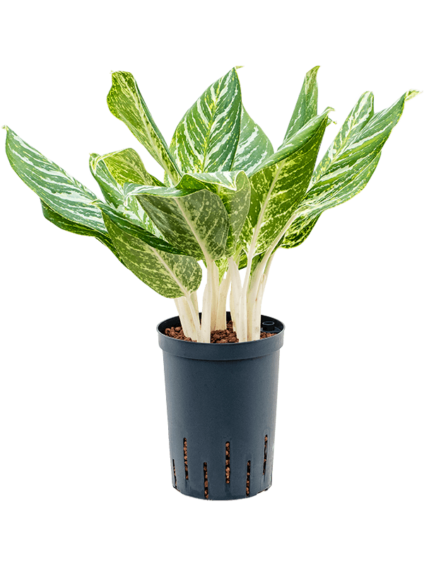Showy Chinese Evergreen Aglaonema 'Madonna' (50-60) Indoor House Plants