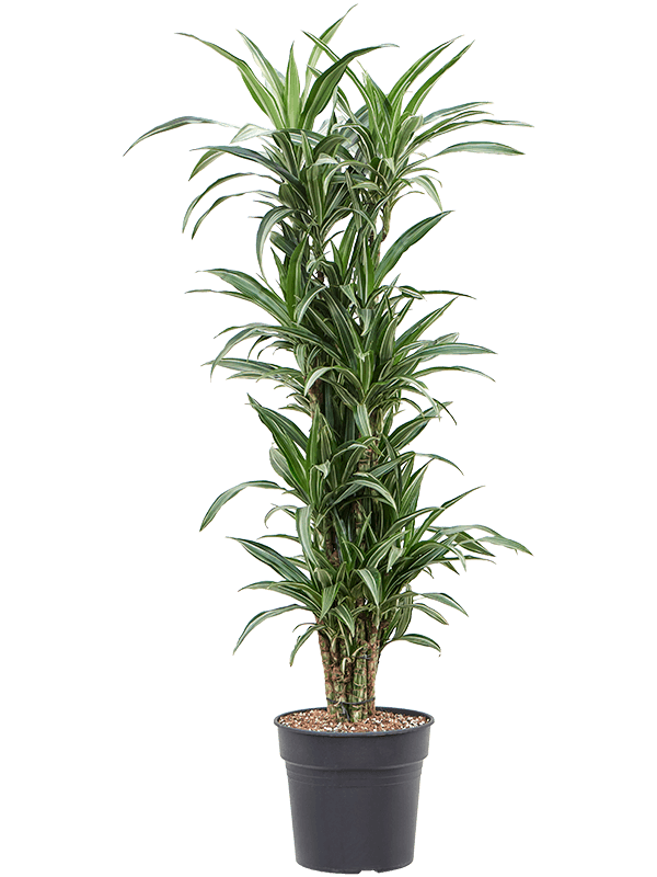 Easy-Care Corn Plant Dracaena fragrans 'Ulises' Tall Indoor House Plants Trees
