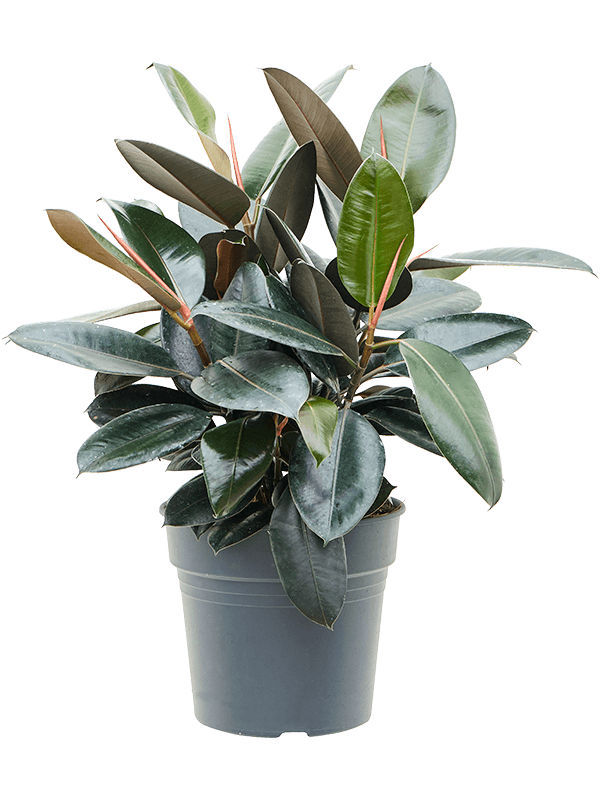 Lush Rubber Plant Ficus elastica 'Abidjan' Indoor House Plants