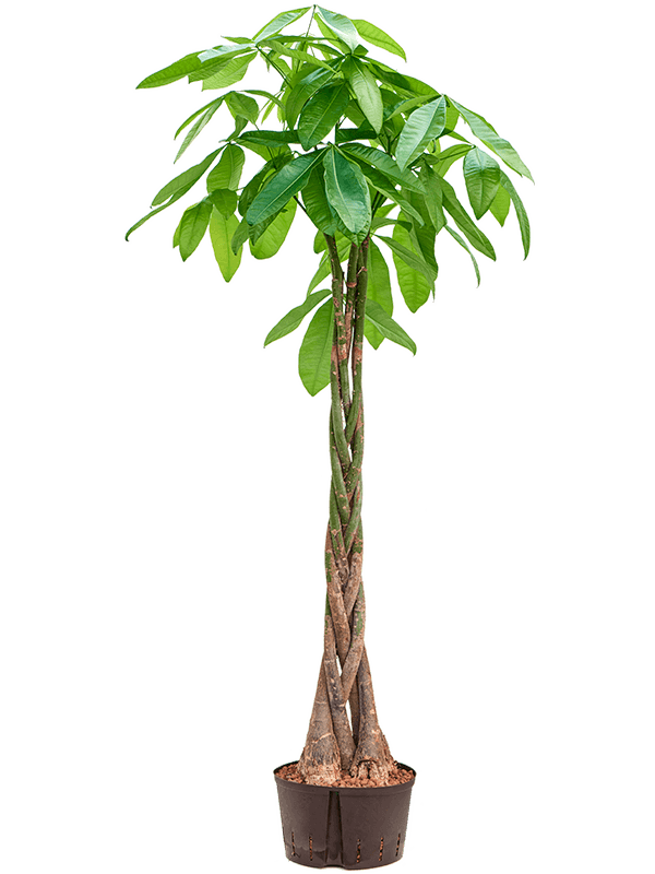 Live deals money tree