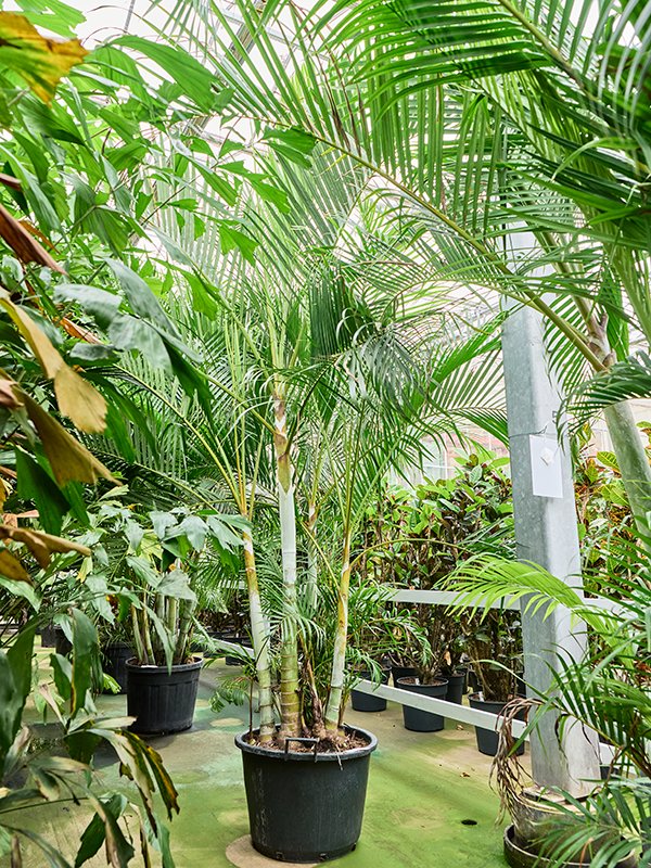 Lush Areca Palm Dypsis (Areca) lutescens Indoor House Plants